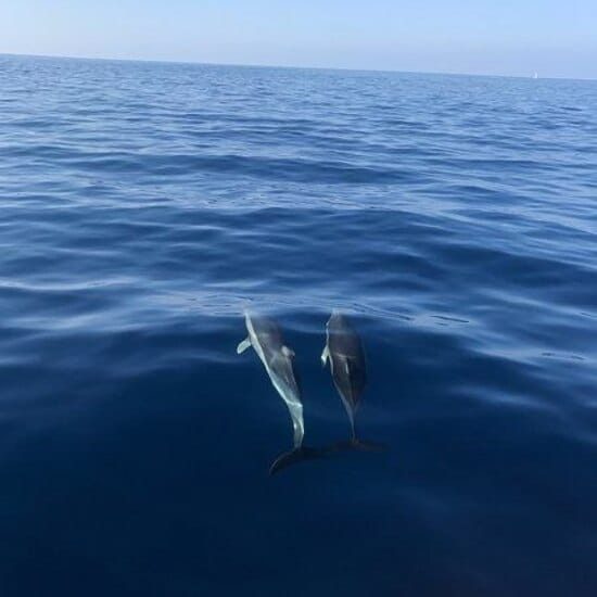 Delfini avvistati in mare durante l'escursione